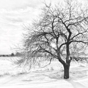 Tree in Grey Notecard Set